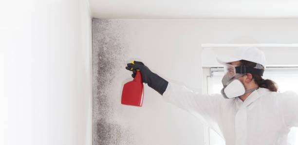 Best Residential Mold Remediation in Estherville, IA