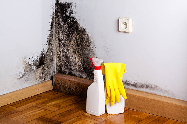 Best Emergency Mold Remediation in Estherville, IA