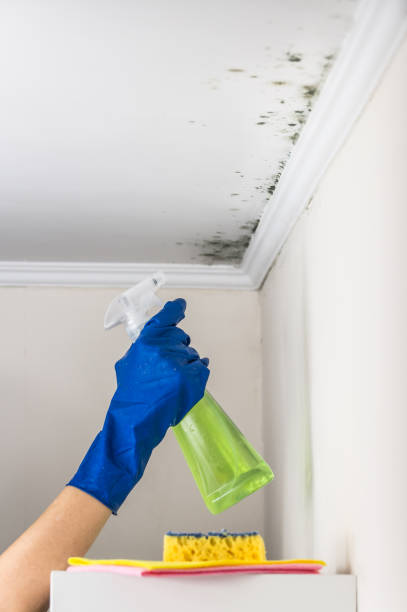 Best Mold Remediation for Specific Building Types in Estherville, IA